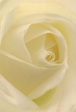 In this close-up portrait, the enduring charm of a white rose comes alive amidst the gentle, filtered light of Morden. Creamy, near-translucent petals spiral inwards, their velvety texture and pale lemon undertones reminiscent of the subtle colors seen near Cannon Hill Common at dawn. The arrangement is intimate, conjuring sensations of tranquility and warmth-the kind that lingers in cherished family moments, anniversary dinners, or quiet reflections by the window in a Morden home. The soft shadows nestling between each fold enrich the rose's elegant allure, suggesting both resilience and tenderness. Each petal seems to invite a gentle touch, its silk-like surface cool and reassuring-as if the flower itself embodies the sentiment behind every thoughtful bouquet crafted by Florist Morden. A soothing, understated fragrance fills the space, memory-laden and gentle, offering comfort when words alone may not suffice. This bloom, perfectly arranged and glowing with inner luminescence, becomes a silent messenger: a symbol for love, gratitude, or quiet support, perfectly suited for both celebratory occasions and gentle goodbyes across all corners of Morden.